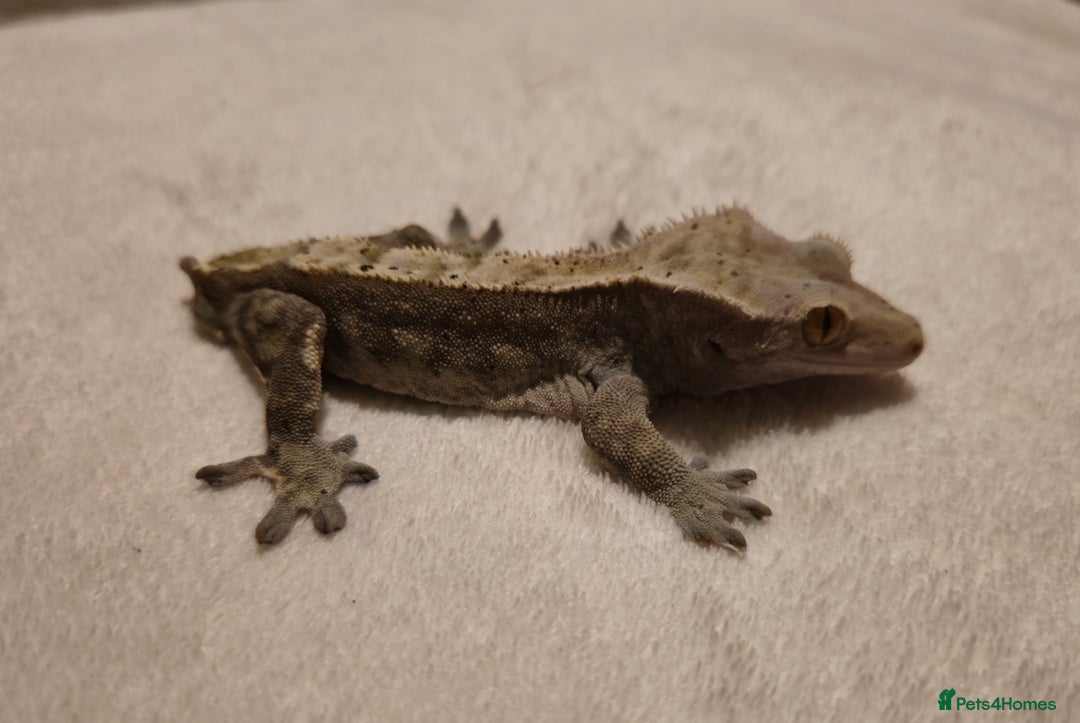 Gecko reptiles for sale: Male Crested Gecko  - Advert 2