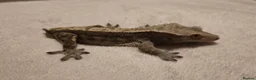 Gecko reptiles for sale: Male Crested Gecko  - Advert 2