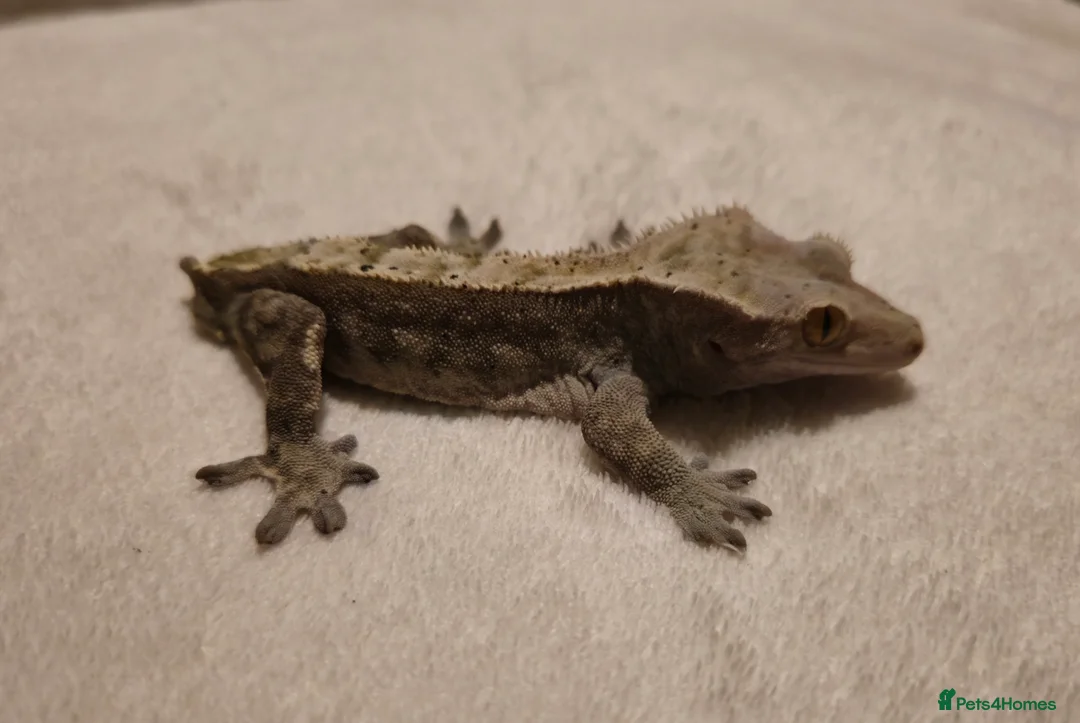 Gecko reptiles for sale: Male Crested Gecko  - Advert 2
