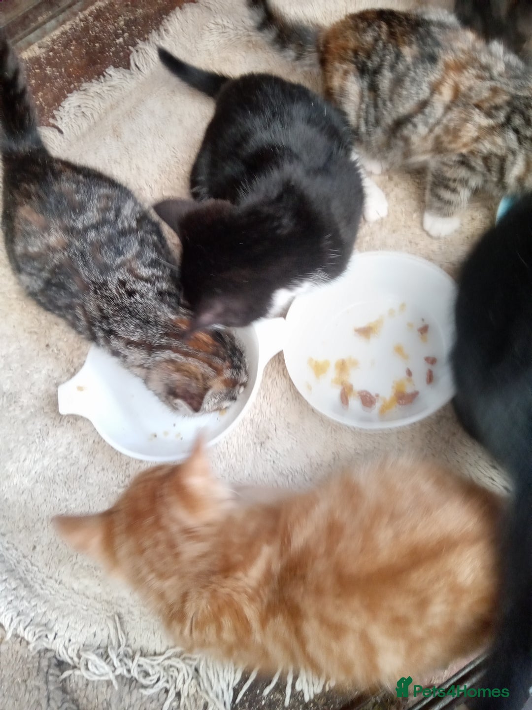 Mixed Breed cats for sale: Bonny kittens ready for their new home - Image 8