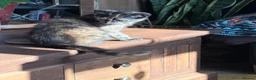 Mixed Breed cats for sale: Gorgeous mottled kitten  - Advert 3