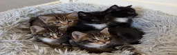 Mixed Breed cats for sale: Maine Coon X - Advert 1