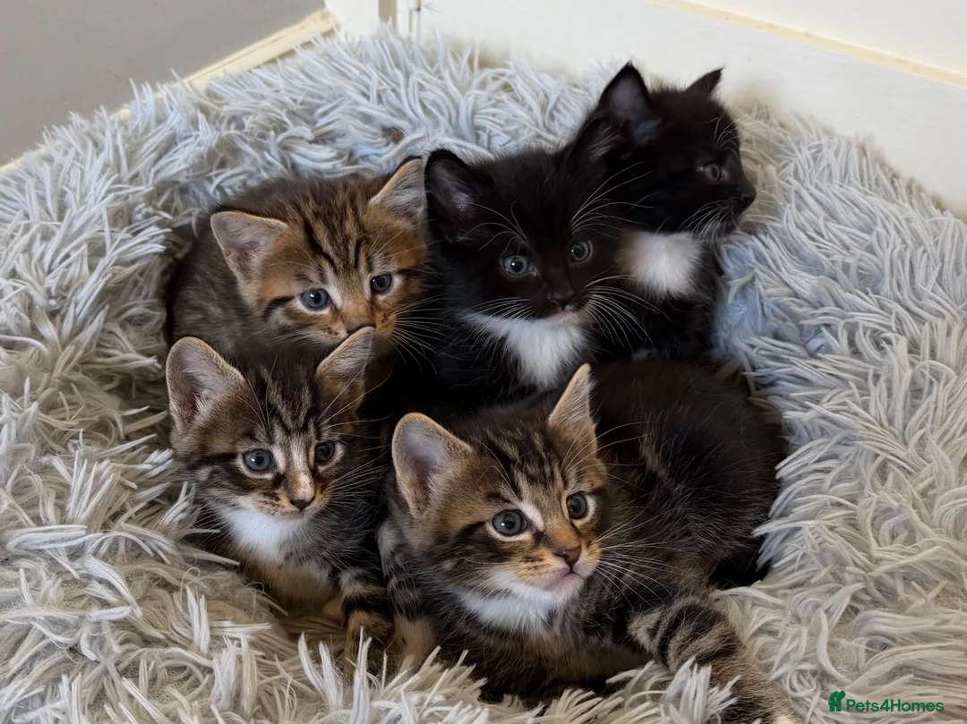 Mixed Breed cats for sale: Maine Coon X - Advert 1