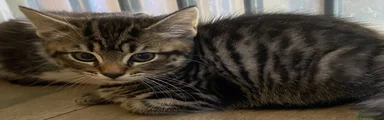 Mixed Breed Kitten 1