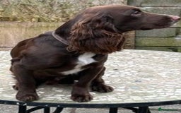 Cocker Spaniel dogs for stud: Cocker spaniel stud in Glossop - Image 4