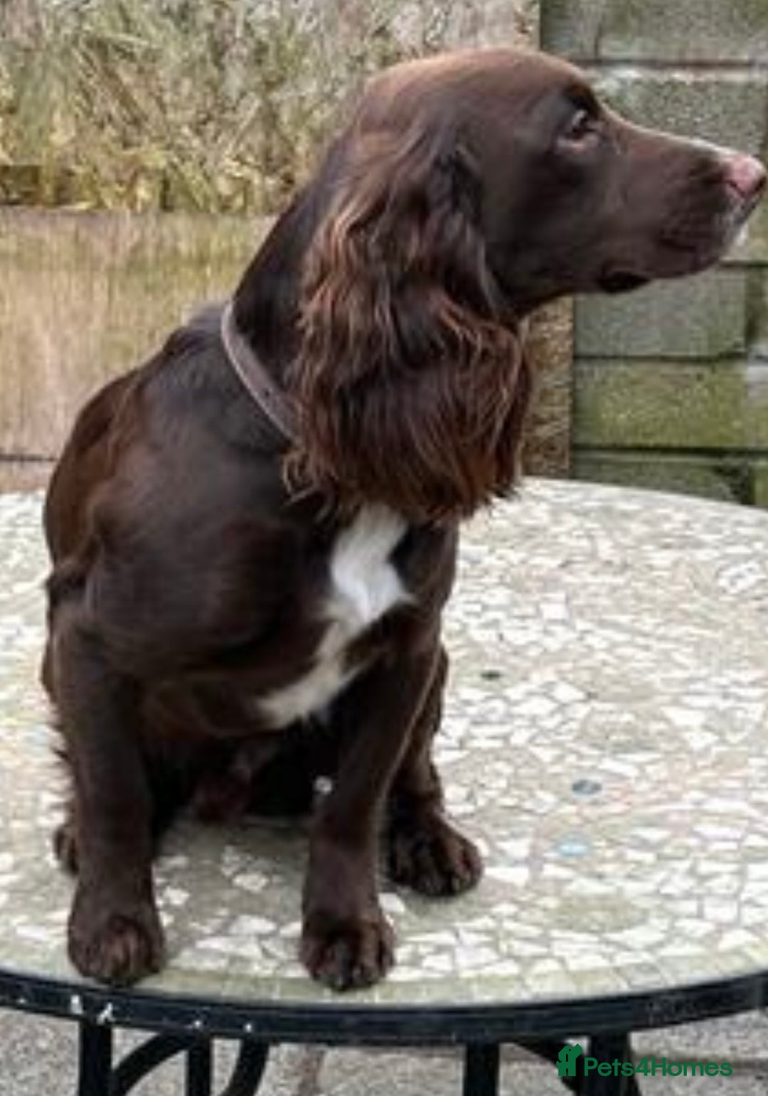 Cocker Spaniel dogs for stud: Cocker spaniel stud in Glossop - Image 4