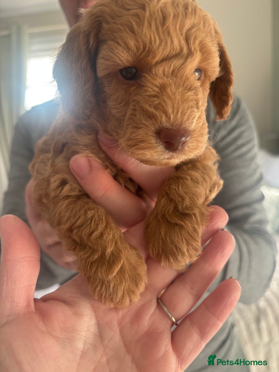 Toy Poodle dogs for sale: Toy poodle puppies *Ready for  ** * - Advert 37