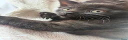 Mixed Breed cats for sale: Beautiful mixed British shorthair kittens - Advert 7
