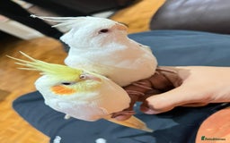 Cockatiels birds for sale: Cockateils breeding pair - Image 8