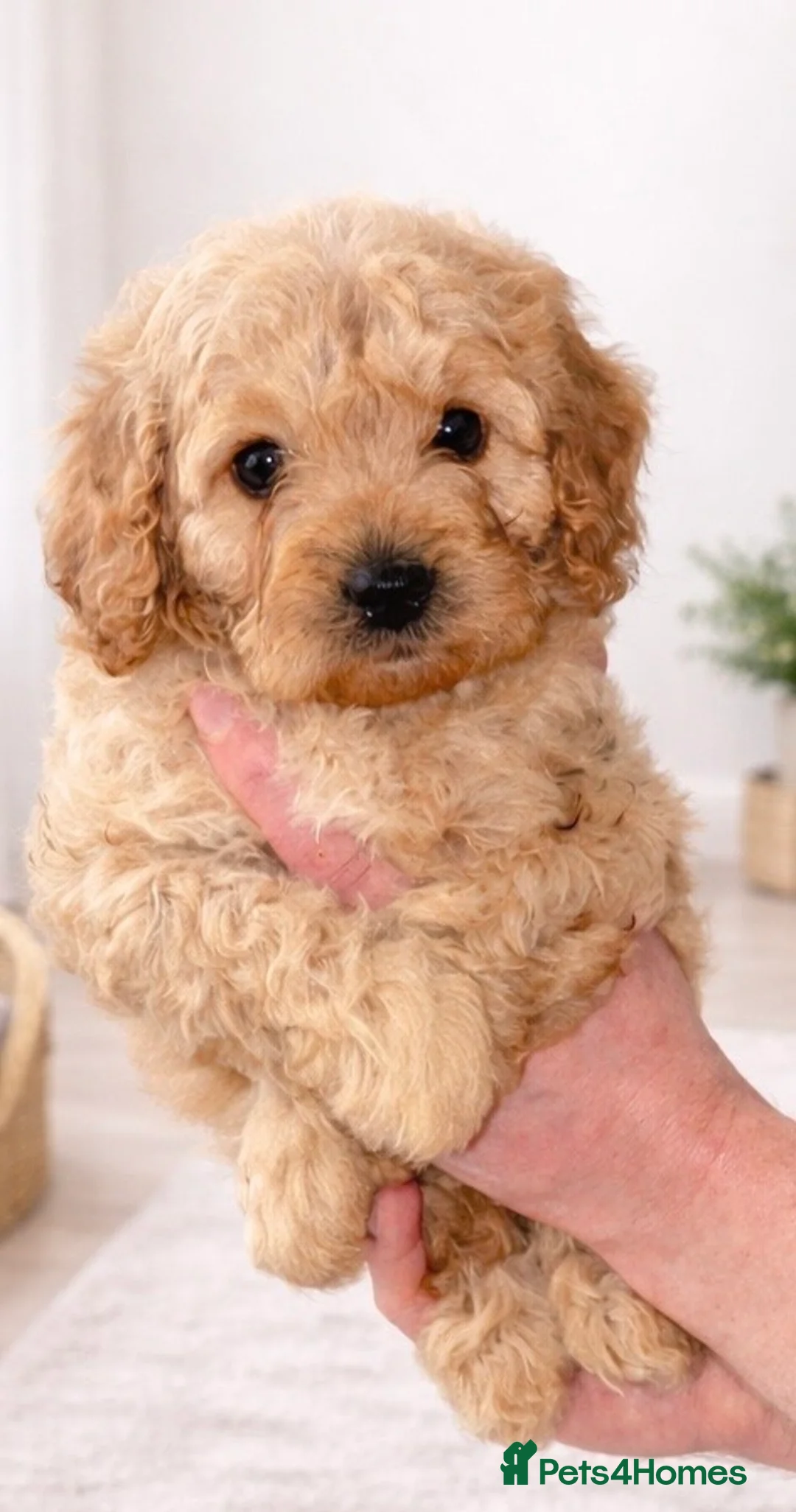 Cavapoochon dogs for sale: Stunning pups  - Advert 1