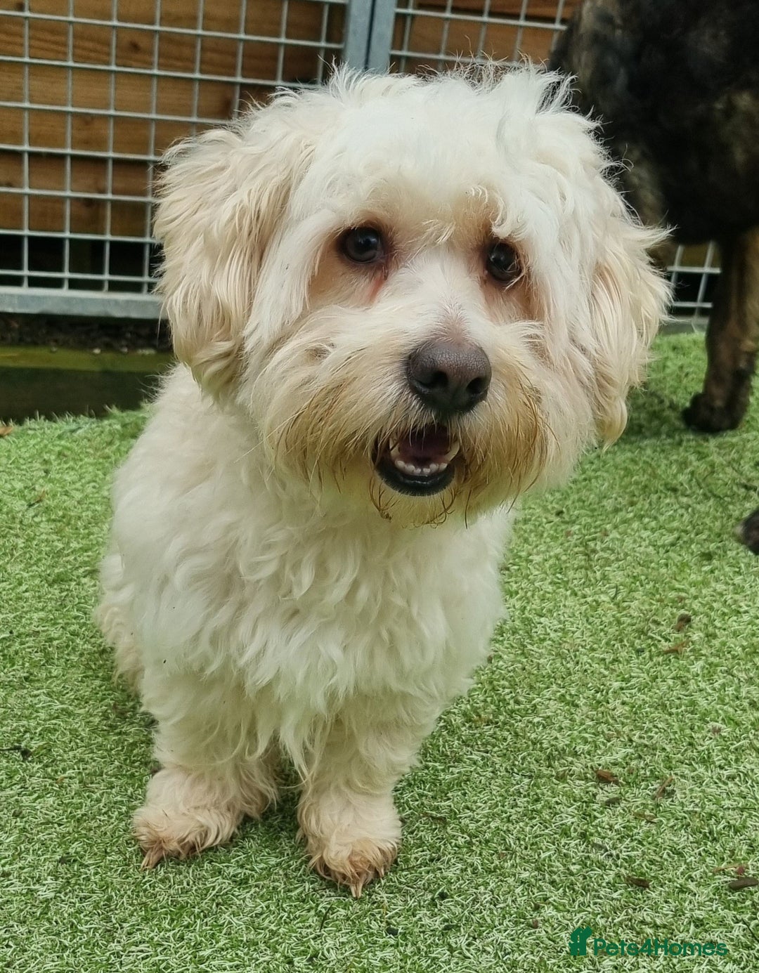 Mixed Breed dogs for adoption: Dudley - In Ayr Looking for a home - Advert 1