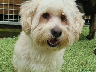 Mixed Breed dogs Dudley - In Ayr Looking for a home - Advert 2