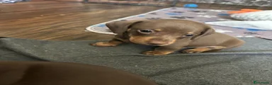Dachshund 1
