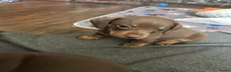 Dachshund dogs for sale: Stunning mini Dacshund puppies - Advert 5