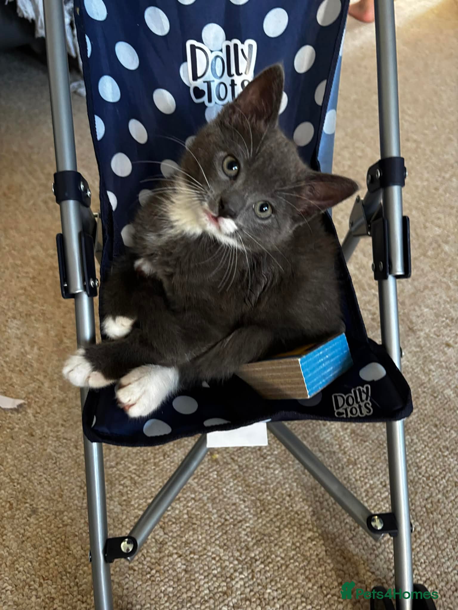 Domestic Shorthair cats Kittens for sale  - Advert 1