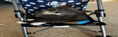 Domestic Shorthair 3