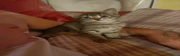 Mixed Breed cats for sale: X2 female tabby kittens in Basingstoke - Advert 6