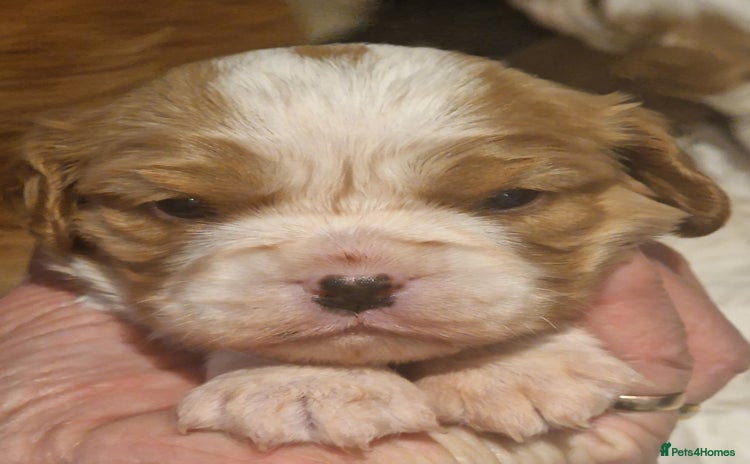 Cavalier King Charles Spaniel dogs - Advert 6