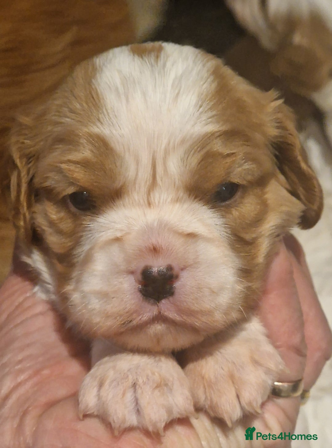 Cavalier King Charles Spaniel dogs for sale: Gorgeous k.c registered cavalier puppies  - Image 6