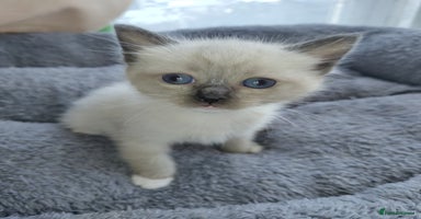 Siamese cats - Advert 1