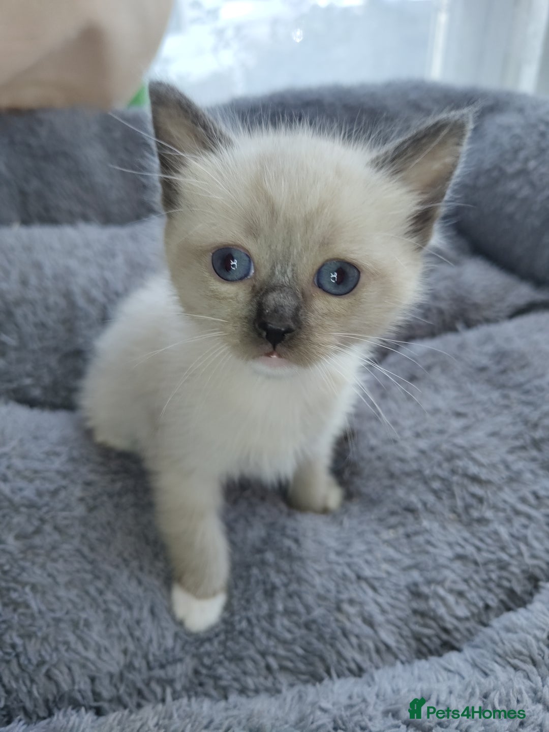 Siamese cats for sale: Siamese crossed with  Ragdol - Image 2