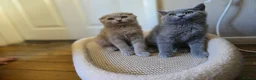 Scottish Fold cats for sale: scottish fold lilac and  blue straight female  - Advert 11