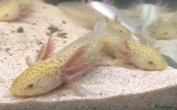Axolotl reptiles for sale: Nicely grown on baby Axolotls 5 months old - Image 4