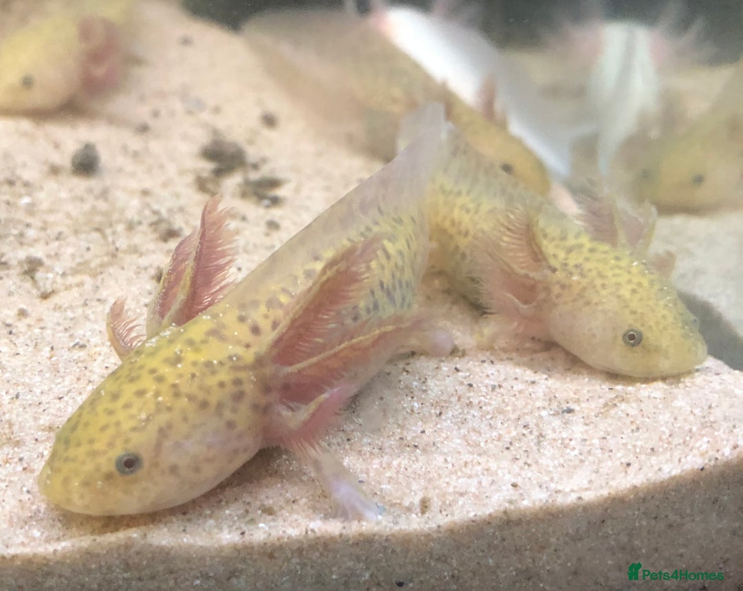 Axolotl reptiles for sale: Nicely grown on baby Axolotls 5 months old - Image 4