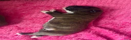 Boxer dogs for sale: Stunning Kc bobtail and tail boxers  - Advert 3