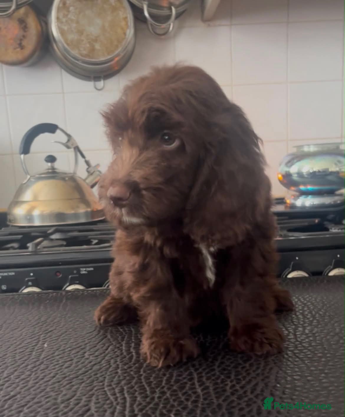 Cockapoo dogs Beautiful litter of cockapoos ready to leave now  - Advert 2
