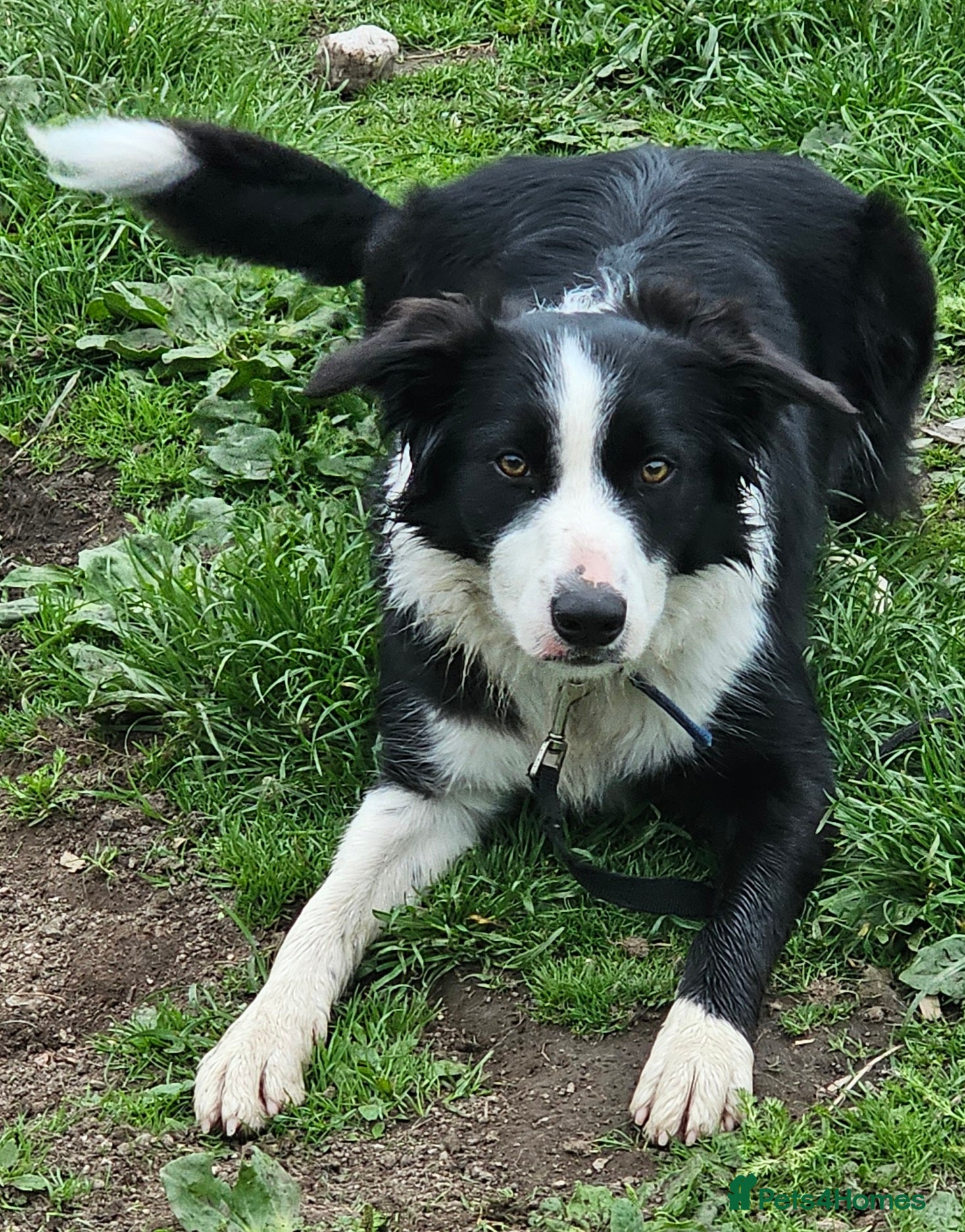 Border Collie dogs Border collie girl 14 months old - Advert 2