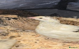 Quail poultry for sale: 🌟 Adult Quails for Sale! 🌟 - Image 8