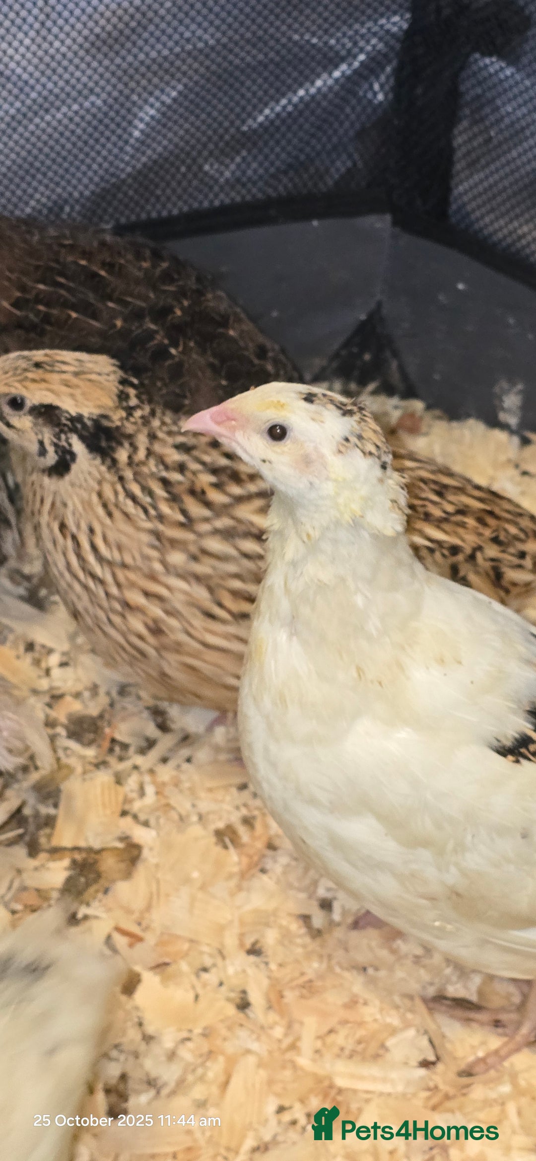 Quail poultry for sale: 🌟 Adult Quails for Sale! 🌟 - Image 8