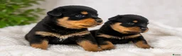 Rottweiler dogs for sale: KC chunky farm raised Rotties, both parents owned - Advert 5