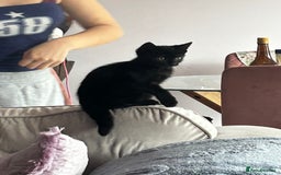 Mixed Breed cats for sale: 4 fluffy kittens  - Image 11