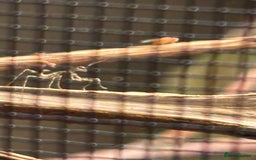 Praying Mantis invertebrates for sale: Praying Mantis for sale - Image 3