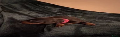 Dachshund 5