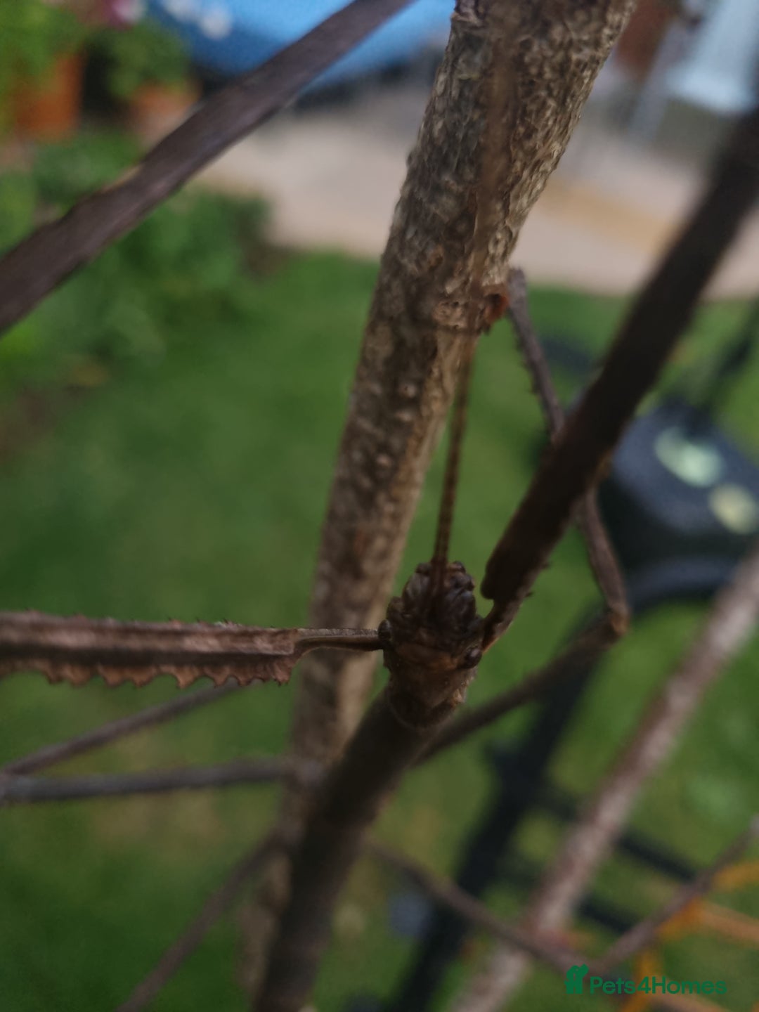Stick Insects invertebrates for sale: Tirachoidea Jianfenglingensis stick insect nymphs. - Image 9
