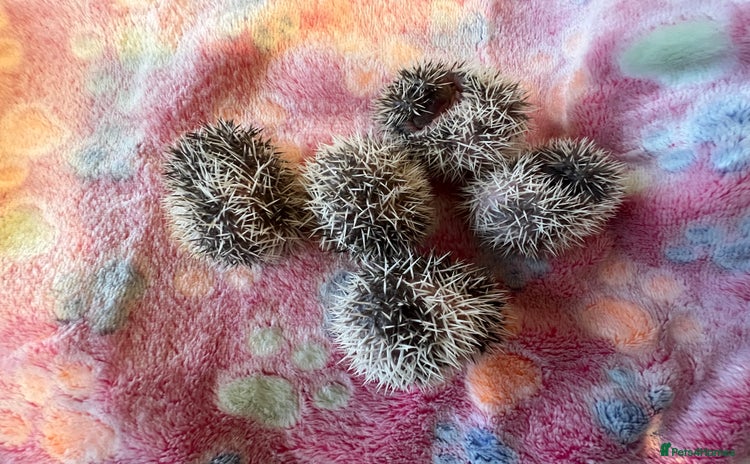 Pygmy Hedgehog rodents - Advert 8