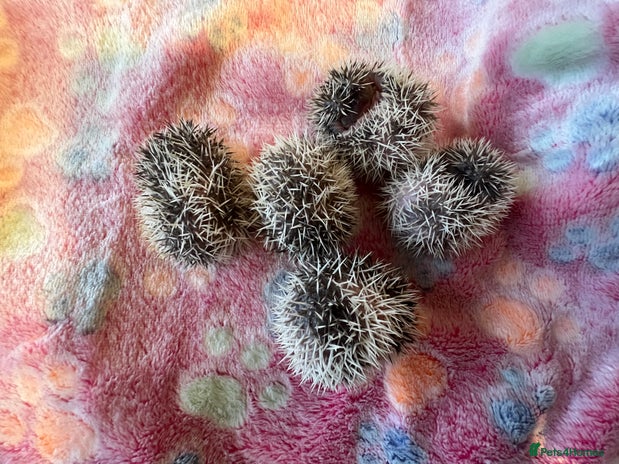 Pygmy Hedgehog rodents - Advert 2