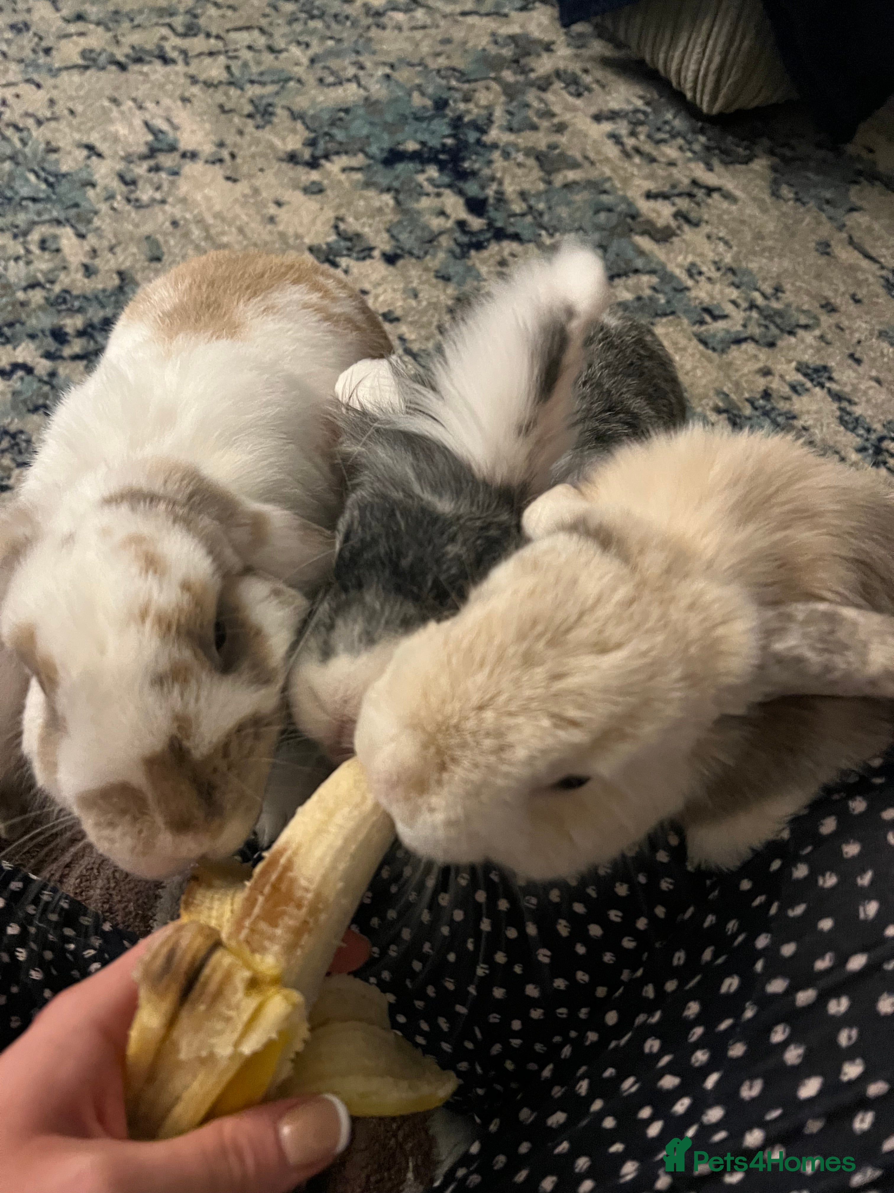 Mini Lion Lop rabbits 3 loving bonded rabbits for rehoming - Advert 4