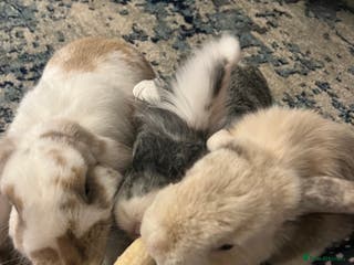 Mini Lion Lop rabbits 3 loving bonded rabbits for rehoming - Advert 12