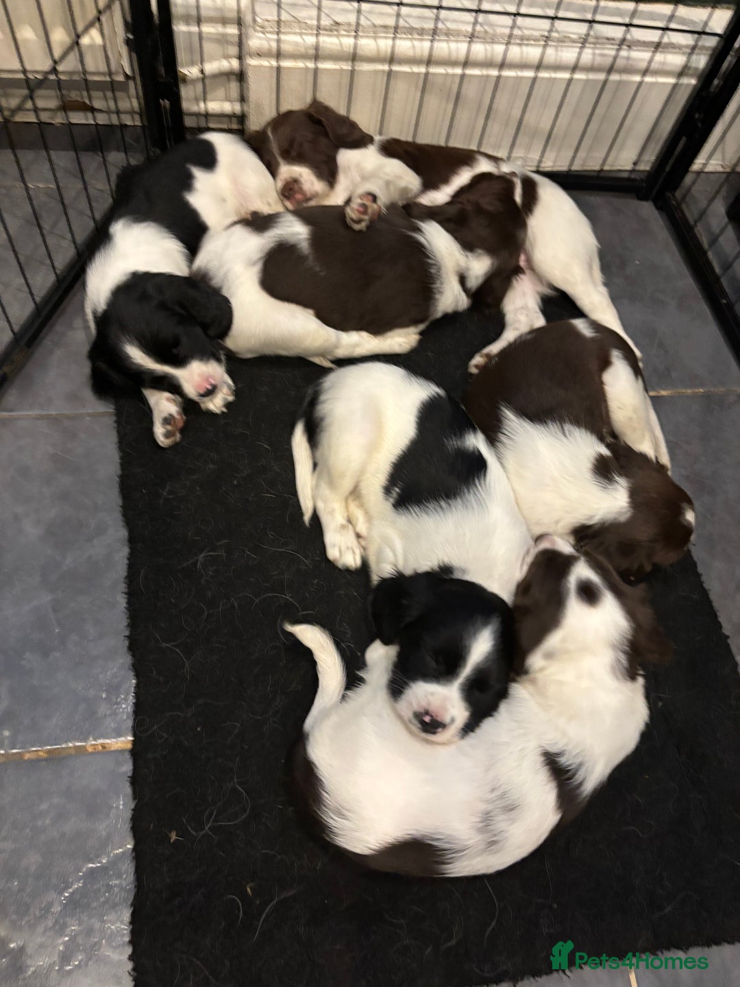 English Springer Spaniel dogs for sale: Gorgeous English Springer spaniel puppies - Image 28