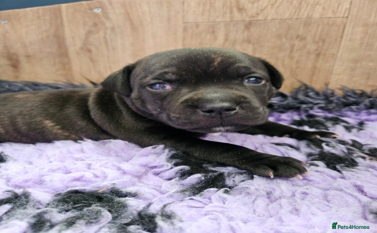 Staffordshire Bull Terrier dogs - Advert 1