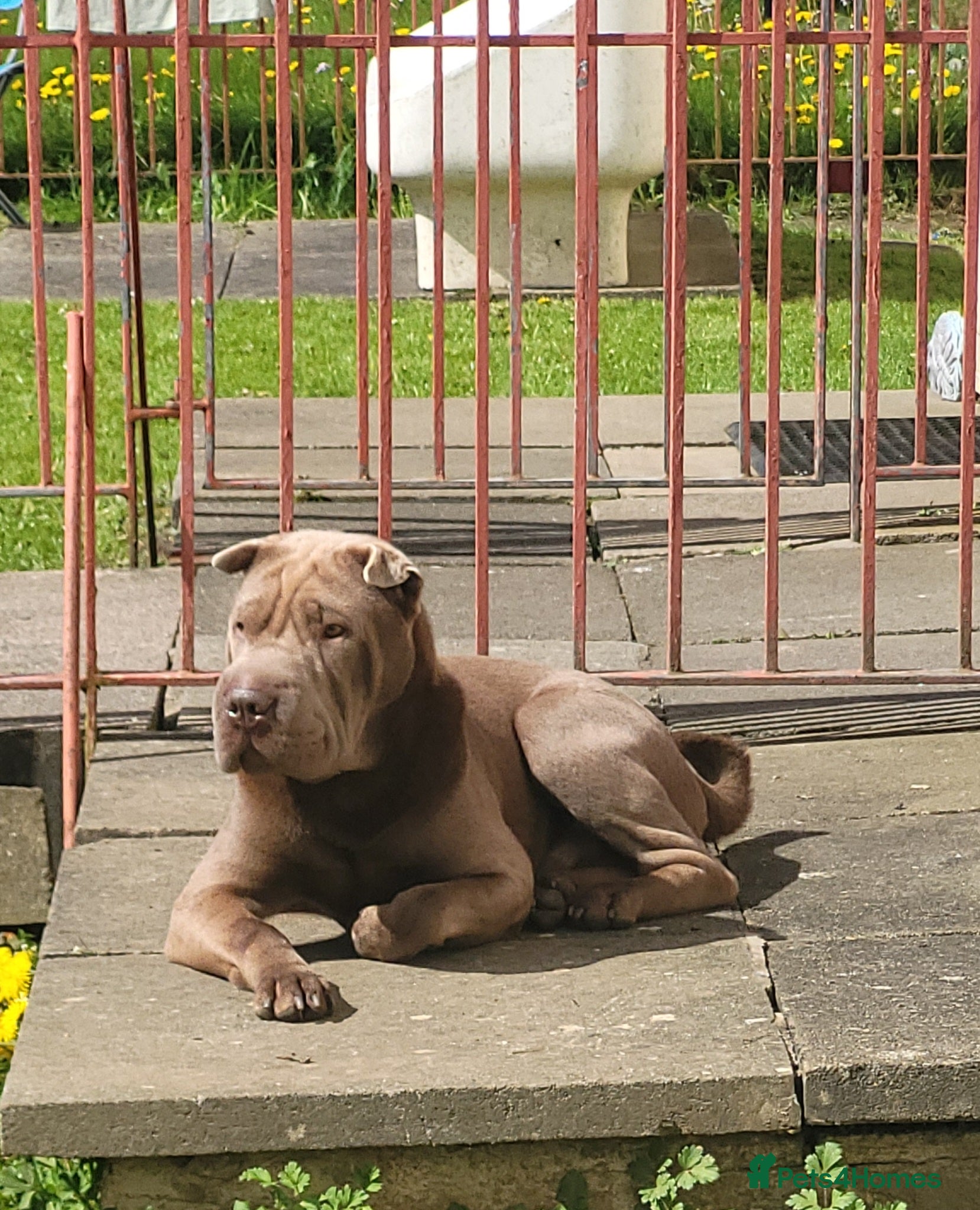 Shar Pei dogs for stud: kc lilac/fawn dilute - Advert 7