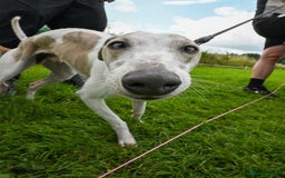Whippet dogs for stud: Beautiful Whippet Dodger for STUD | Unproven - Image 18
