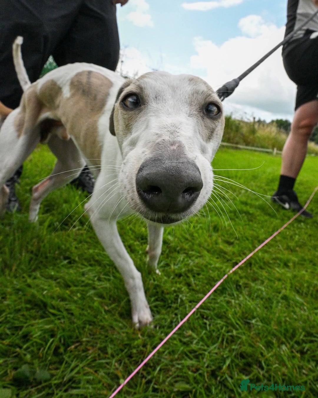 Whippet dogs for stud: Beautiful Whippet Dodger for STUD | Unproven - Image 18