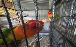 Lovebirds birds for sale: Bonded lovebirds - Image 5