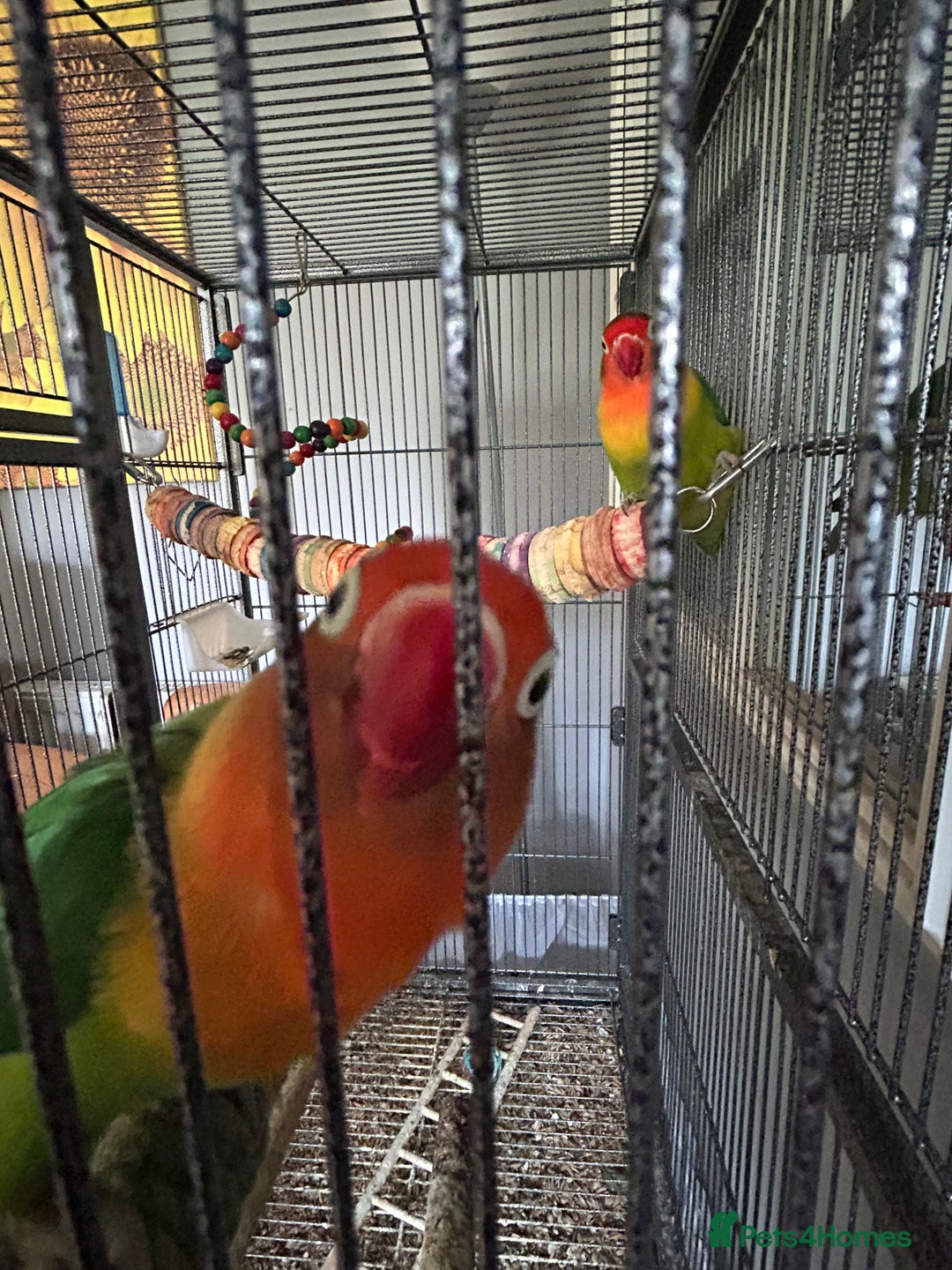 Lovebirds birds for sale: Bonded lovebirds - Image 5