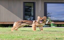 German Shepherd dogs for sale: ❤️KC health tested unique gsd babies 🩷 - Image 21